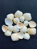 เปลือกไข่สีเหลือง yellow egg clam shell 50g