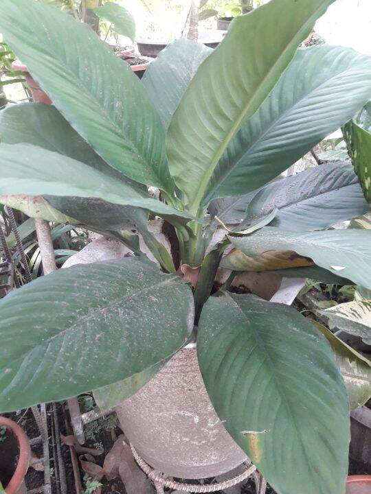 sensation plant Lazada PH