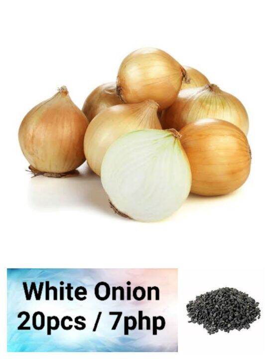 White Onion Seeds (20pcs) Lazada PH