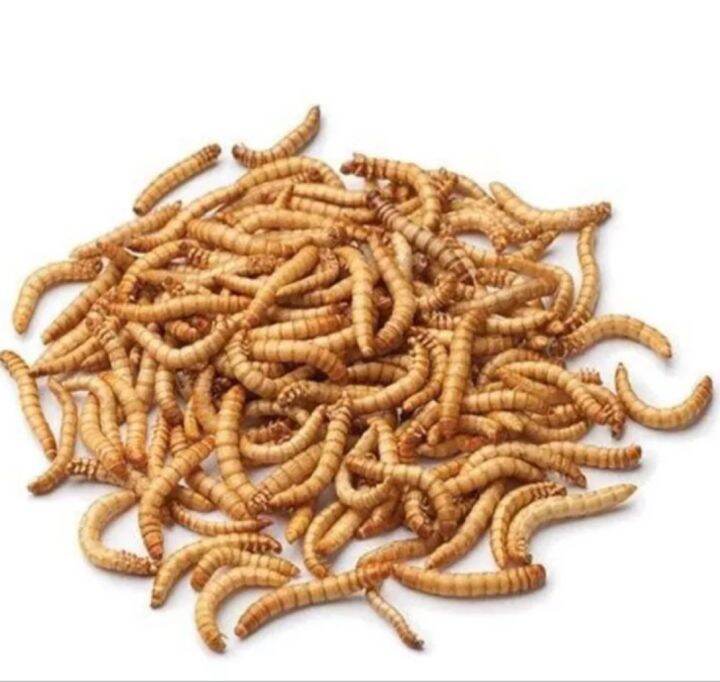 Superworms and Mealworms (S, M and L) 500pcs Lazada PH