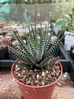 กระบองเพชรม้าลาย ชื่อภาษาอังกฤษ คือ The Zebra Plant ชื่อทางวิทยาศาสตร์ คือ Haworthia fasciata