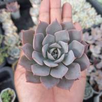 กุหลาบหินไม้หายาก /Echeveria Peacockii subsessilis/ไม้อวบน้ำน่าสะสม /ในกระถางสองนิ้ว ส่งพร้อมกระถาง