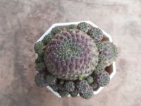 แคคตัส Sulcorebutia rauschii ( ซัลคอรีบูเทีย ) หรือ สตรอว์เบอร์รี่แคคตัส