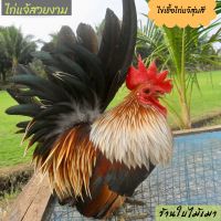 ไข่เชื้อไก่แจ้ สีเบญจรงค์ ขาสั้นตอ สำหรับนำไปฟัก ไข่มีเชื้อ ซื้อ5ใบ แถมฟรี1ใบ (พ่อแม่พันธุ์ตามรูปเลยครับ)