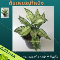 ?เพชรนำ้หนึ่ง ต้นไม้มงคล อโกลนีมา ✅ส่งแบบเป็นต้น