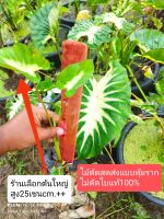 colocasia Maui sunrise เมาอิ ซันไรส์ (ตัดสด)