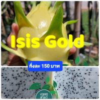 แก้วมังกรพันธุ์ Isis Gold