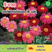 9 บาท เมล็ดพันธุ์ไพรีทรัม ดอกไม้ไล่แมลง คละสีสวยๆ