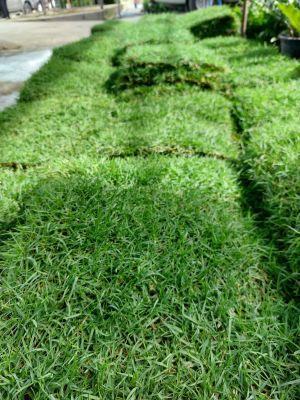 หญ้าญี่ปุ่น 50x100 cm. (ลดพิเศษ) japanese lawn glass หญ้าสด หญ้าจริง หญ้าสนาม