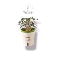 KitchaGarden กระถางรดน้ำอัตโนมัติ ไซส์ L สไตล์ญี่ปุ่น Japanese Style Automatic water-absorbing flower pot กระถาง กระถางพลาสติก