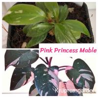 [ส่งฟรี] Pink princess marble พิ้งปรินเซส มาเบิ้ล เลือกต้นได้