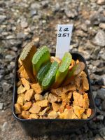 Haworthia Hybird Thailand กระถาง 2 นิ้ว (ส่งทั้งกระถาง) รหัส La251-260