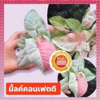 Syngonium milk confetti ?(ด่าง)? มิ้วคอน มิลล์ คอนเฟททิ