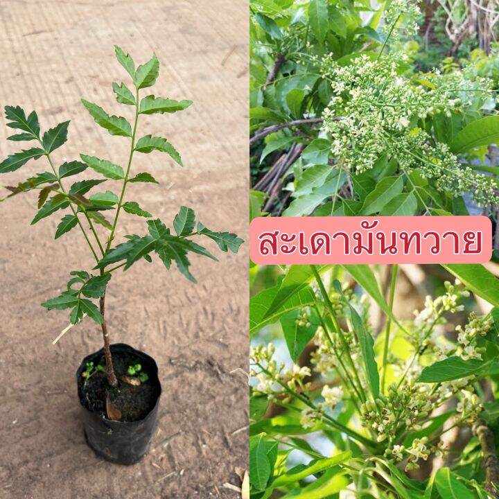 ต้นสะเดามันทวาย-เพาะเมล็ด