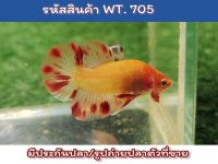 ปลากัดแวนด้า เพศผู้ ขนาด1.4-1.5นิ้ว