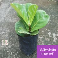 ต้นไทรใบสัก ไทรใบสัก Fiddle leaf fig tree ถุงเพาะ 6" ไม้มงคล ไม้ฟอกอากาศ ใบใหญ่หยักพริ้วสีเขียวอ่อน ฟอร์มสวย เหมาะสำหรับประดับภายในบ้านและสวน เสริมฮวงจุ้ย เจริญรุ่งเรือง