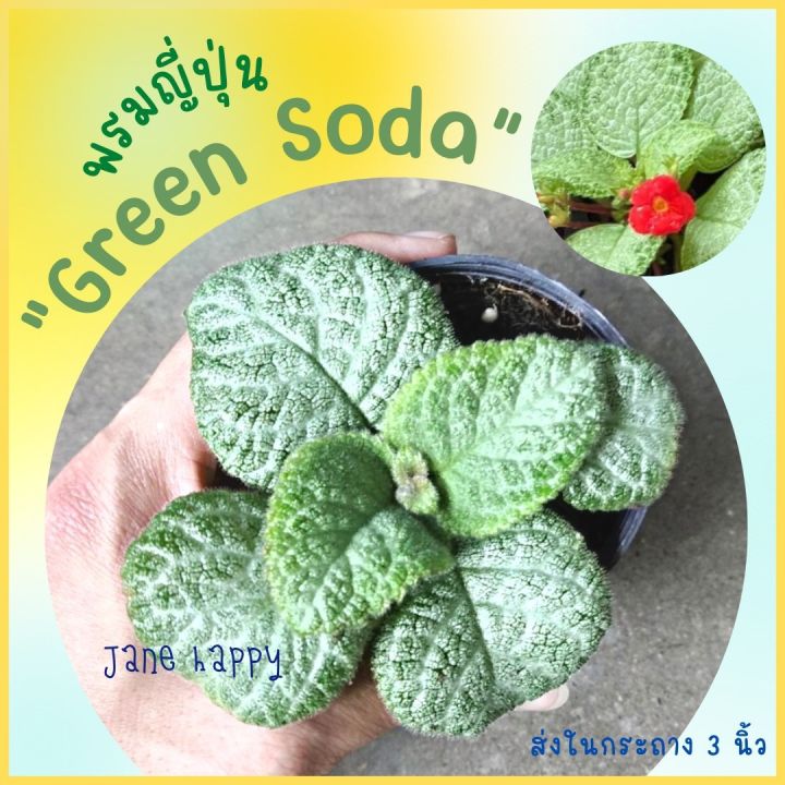 พรมญี่ปุ่น "กรีน โซดา" (Green Soda)  ดอกสีแดง ใบสีเขียวสว่างปลูกง่าย โตไว (กระถาง 3 นิ้ว)  ค่าส่งถูกมาก