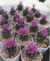 เทอร์บินิคาปัสดอกสีชมพู Turbinicarpus Viereckii กระบองเพชร ไม้มงคล แคคตัส