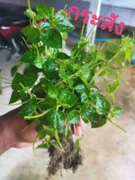 ชุดละ 20 กอ ผักกระสัง​ Peperomia pellucida