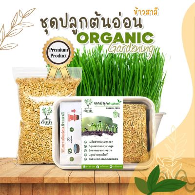 ชุดปลูกต้นอ่อนข้าวสาลี เมล็ดเพาะงอก เมล็ดพันธุ์ผัก พร้อมปลูก organic 100%🌱