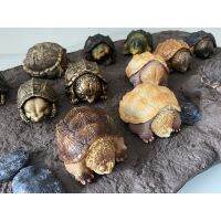 bighead series snipping turtle figurines recast โมเดลเต่าตัวเล็ก