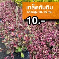 ต้นเกล็ดทับทิม (จำนวน 1 ต้น)