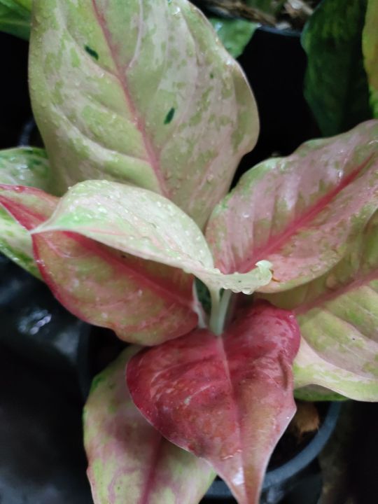 ประกายเพชร-ไม้มงคลในตระกูล-อโกลนีมา-aglaonema-ไม้หายาก-ไม้น่าสะสม-ไม้ฟอกอากาศ-แก้ปัญหาภูมิแพ้-สร้างความสดชื่นสบายตา