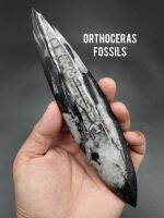 ? ฟอสซิล ออร์โธเซอรัส ( Orthoceras sp. Fossils ) ลายสวย สมบูรณ์ ขนาดค่อนข้างใหญ่ ?

? เป็นกลุ่มสัตว์จำพวก นอติลอยด์ ลักษณะคล้ายหมึก ชนิดเเรกๆ บนแผ่นหิน ที่ส่วนตัวมีการขัดเงาเพื่อให้เห็นลวดลายสวยงามที่ชัดเจน

✨ นักสะสมไม่ควรพลาด

⛏

? ขนาด 177 g.