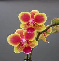 ฟาแลนนอป(Phalaenopsis Orchid) ??ยอดนิยม??จัดส่งทั้งกระถางสีดอกตามภาพ