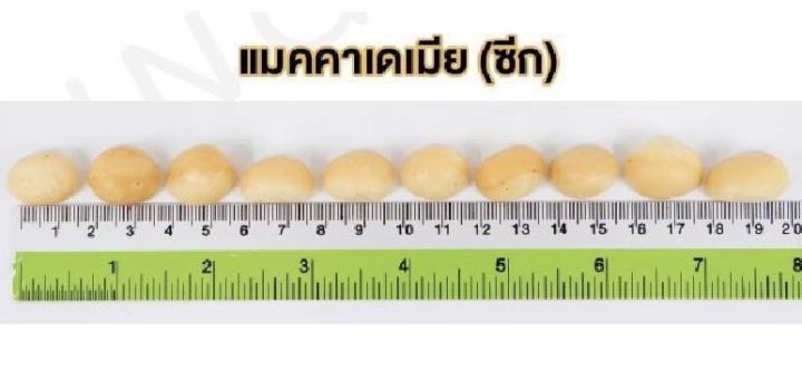 แมคคาเดเมีย-แบบซีก-ใหญ่เล็กคละไซส์-ยังไม่อบ-พร้อมทาน-macadamia-peel-halves-ยี่ห้อ-sierra-valley-จาก-usa