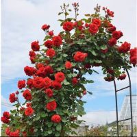 เมล็ดพันธุ์ กุหลาบเลื้อย สีแดง (Climbing rose) บรรจุ 10 เมล็ด ของแท้