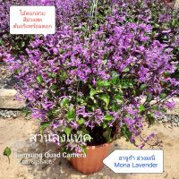 ม่วงกำมะหยี่ ม่วงมณี อาจูก้า Mona Lavender / Spur flower ต้นจริงพร้อมดอกในกระถาง8นิ้ว สวนลุงแท็ค