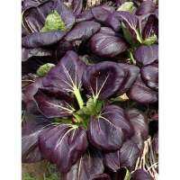 เมล็ดพันธุ์ กวางตุ้ง ฮ่องเต้ สีม่วง ( Pak Choi Ruby Seed ) บรรจุ 20 เมล็ด