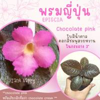 พรมญี่ปุ่น "ช็อกโกแลต พิ้งค์" (Chocolate Pink)ดอกสีชมพูหวาน ใบสีเขียวน้ำตาล สวยมาก ปลูกง่าย โตไว ในกระถาง 3" (ราคาต่อ 1 ต้น) ค่าส่งถูก