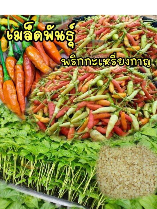 เมล็ดพันธุ์พริกกะเหรี่ยงกาญแท้-ชุด-100-เมล็ด