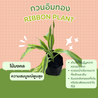 กวนอิมทอง Lucky Bamboo,Ribbon plant