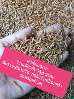 หนอนนก 100กรัม แถมฟรีรำข้าวสาลี(เคลมฟรี ไม่มีค่าใช้จ่าย)