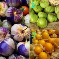 เมล็ดพันธุ์ โทมาทิลโล่ , เคพกูสเบอร์รี่ หรือ โทงเทงฝรั่ง ( Tomatillo Seed) , (Cape gooseberry Seed) บรรจุ 20 เมล็ด