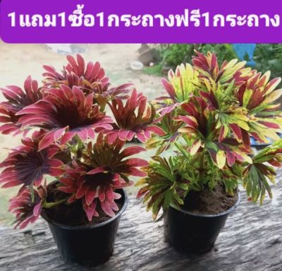 💚 ❤️ ต้นฤาษีผสมปลากัด ซื้อ 1️⃣ แถม 1️⃣ ฟรี 💥จัดส่งสีตามรูปทั้งกระถาง ติดแล้วรากเดินดี ✅ มีชื่อทางวิทยาศาสตร์ว่า (Plectranthus Scutellarioides) ลักษณะ ต้นฤาษีผสมมีลำต้นอ่อน จะมีรูปทรงลำต้นเป็นสี่เหลี่ยมที่น้อยกว่า เมื่อได้สัมผัสกับความชื้นจะมีการแตกราก