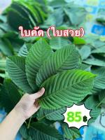 ?[สินค้าขายดี]?ใบกระท่อมเก็บสดจากสวน ครึ่งกิโล (500 กรัม ) ใบคัด