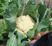 เมล็ดพันธุ์ กะหล่ำดอก สโนว์บอล (Snowball Self Blanching Cauliflower Seed) บรจจุ 100 เมล็ด ของแท้ 100%