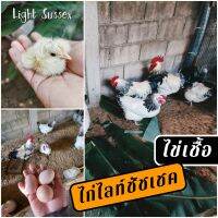 ไข่เชื้อไก่ไลท์ชัชเชค ชุด5ฟอง ไข่เชื้อสำหรับฟัก ไก่ไข่ ไก่สวยงาม