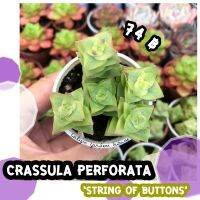 ?☘️ ไม้อวบน้ำ ไม้สะสม Crassula Perforata ‘String of Buttons’ ใบสลับเป็นแนวสี่เหลี่ยม ลำต้นสูงยาว เลื้อย เป็นไม้ที่มีดอกนะคะ ยิ่งเจอแสงแดด ขอบใบจะมีสีแดงสวย☘️?