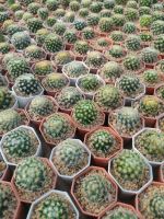 แมมขนนกเหลือง Mammillaria schiedeana ?????????