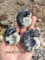 ? ฟอสซิล แอมโมไนต์ โกนิเอไทต์ ? ไซส์ใหญ่
(Ammonite Goniatite) สวย และหายาก 
? มี 3 ชิ้นให้เลือก B1-B3

?️ มี VDO ให้ชมแต่ละชิ้นในคอมเมนท์ครับ

? Goniatite โกนิเอไทต์ : สัตว์พวกหอยในอันดับโกนิเอทิทิดา (Order Goniatithida) มีลักษณะเฉพาะ