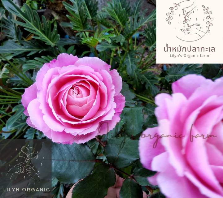 น้ำหมักปลาทะเล-lilyns-organic-farm-ขนาด-1-ลิตร-ปุ๋ยน้ำชีวภาพสำหรับการเจริญเติบโต-และการบำรุงพืชผักทุกชนิดให้สมบูรณ์-แข็งแรง