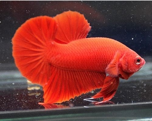 Ikan Laga Showgrade Super Red Betta Male Jantan Ikan Cupang No Cod