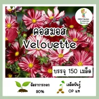 เมล็ดพันธุ์ คอสมอส  Velouette (Cosmos Velouette ) บรรจุ 150 เมล็ด เมล็ดพันธุ์แท้นำเข้าจากต่างประเทศ