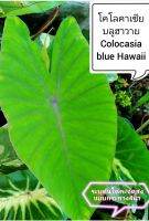 colocasia​ blue Hawaii​ โคโลคาเซีย​ บลูฮาวาย​จัดส่ง​แบบช​ำจนรากเดินดีแล้ว​ห่อรากลูกค้า​สามารถ​ระบุ​ต้น​ได้​คะ