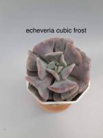 echeveria cubic frort/กุหลาบหิน/ไม้อวบน้ำ/กระถาลสองนิ้วส่งพร้อมกระถาง